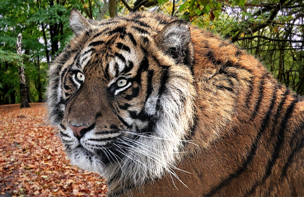 Стало известно, когда в природе Казахстана появятся дикие тигры